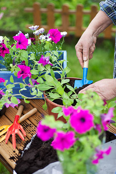 istock Planting surfinia flowers 500832921