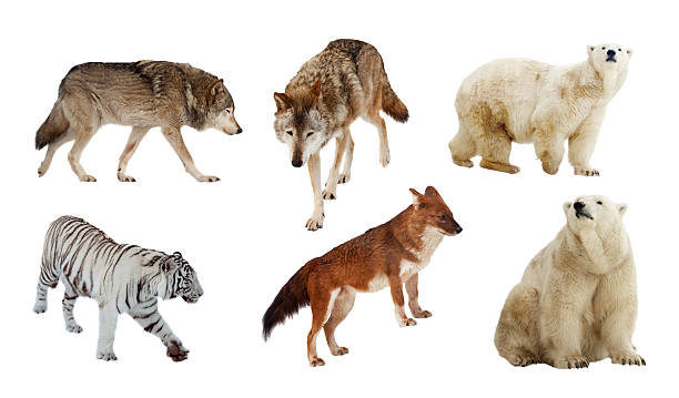 istock Carnivora mammals. Isolated over white 500833459