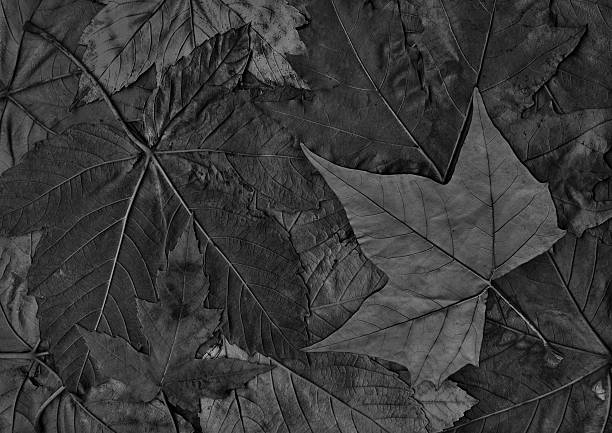istock Black Dry Maple Leaf Isolated on Autumn Foliage Backdrop 500833816