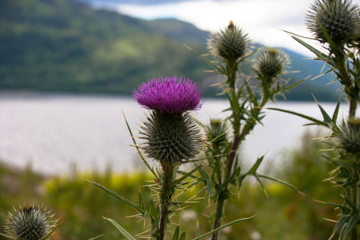 Scottish Thistle