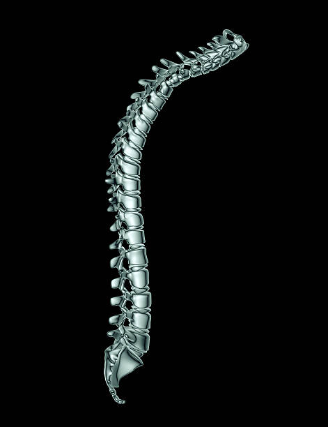 istock x-ray image of a spine on black with clipping path 500834168