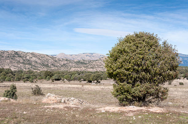 Dehesa in Guadarrama Mountains Holm Oak and Juniper dehesa in Guadarrama Mountains, Madrid, Spain juniperus oxycedrus stock pictures, royalty-free photos & images