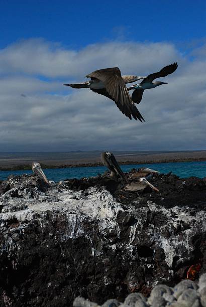istock Brown Pelicans resting with Blue Footed Boobies Flying Overhead 500834854