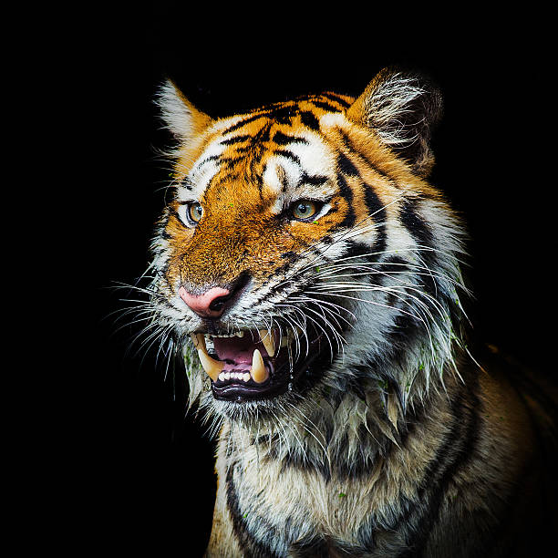 istock Young sumatran tiger walking out of phantom 500835273