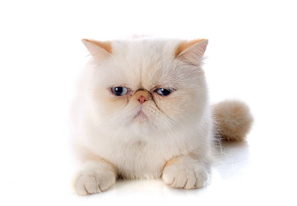 exotic shorthair cat exotic shorthair cat in front of white background shorthair cat stock pictures, royalty-free photos & images