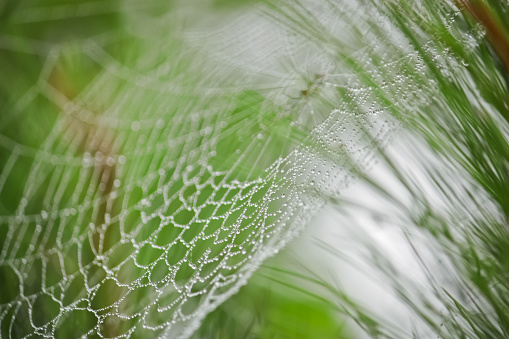 Photo Picture of a Spider and his Web