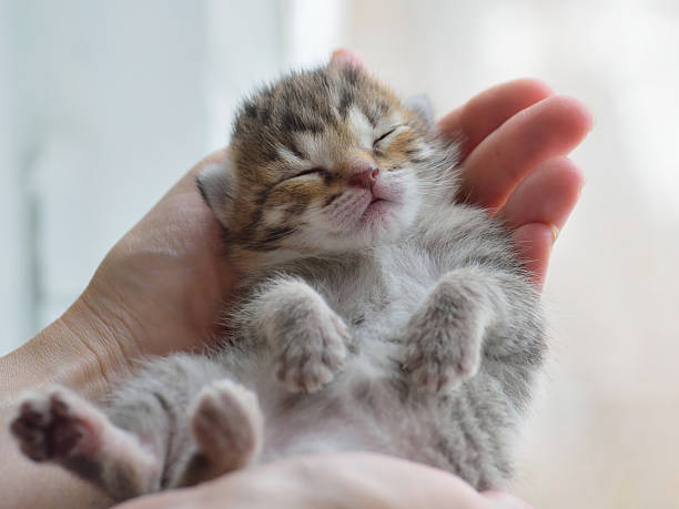 istock Little tabby kitten sleeps in his hands 500835876