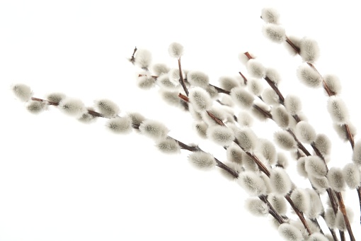 Easter catkins isolated on white background