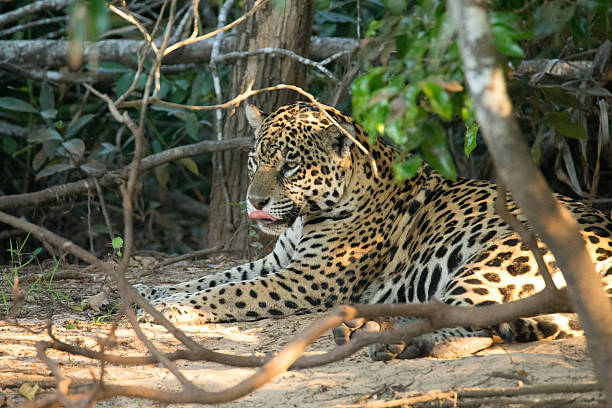 istock Wild Jaguar in Pantanal Brazil 500836406