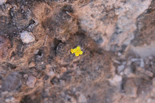 istock Little Yellow Flower 500836542