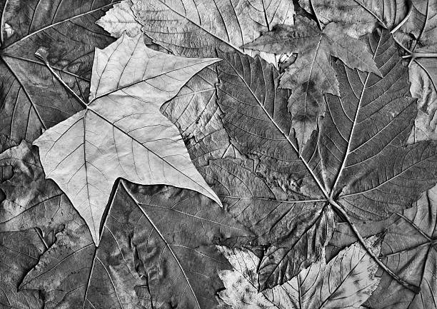 istock Dry Maple Leaf Isolated on Gray Autumn Foliage Background 500837100