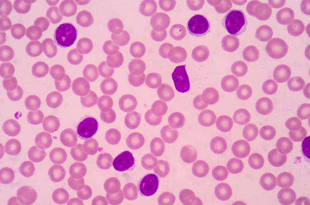 Lymphocyte. Immune cell. Antibody-producing cell. B-lymphocyte o Lymphocyte. Immune cell. Antibody-producing cell. B-lymphocyte or T-lymphocyte in blood with red blood cells.Medical science background. killercell stock pictures, royalty-free photos & images