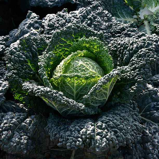 istock Cabbage cultivation on the coast of Puglia 500837326
