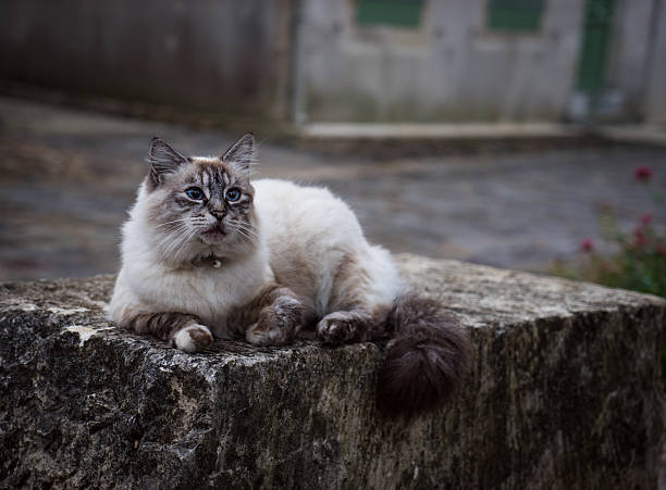 istock French cat sitting on rock wall in village 500838460