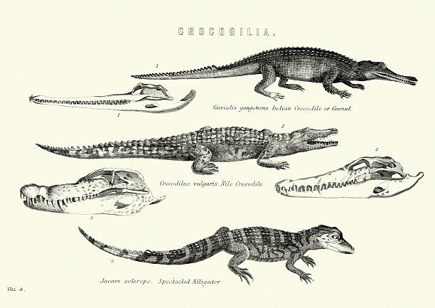 Natural History - Crocodilia - Gavial, Nile Crocodile, Spectacle Vintage engraving of Crocodili, Indian Crocodile or Gavial, Nile Crocodile and Spectacled Alligator.1880 gavial stock illustrations