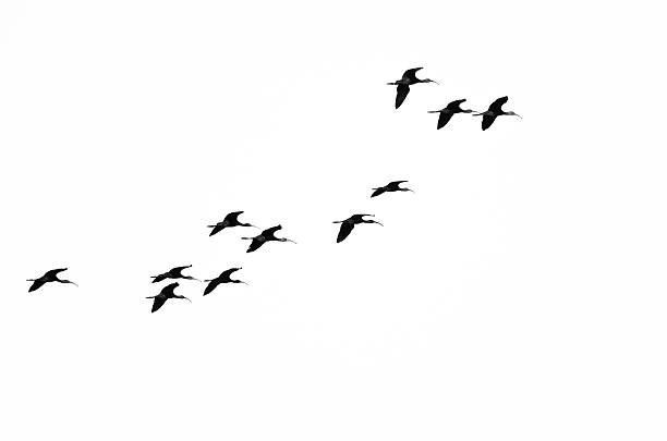 istock Flock of White-Faced Ibis Flying on a White Background 500841630