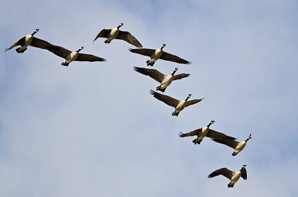 istock Flock of Canada Geese Flying in a Blue Sky 500842166