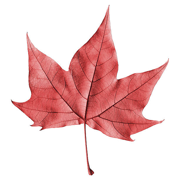 rosso foglia d'acero isolata asciutto - maple leaf close up symbol autumn foto e immagini stock