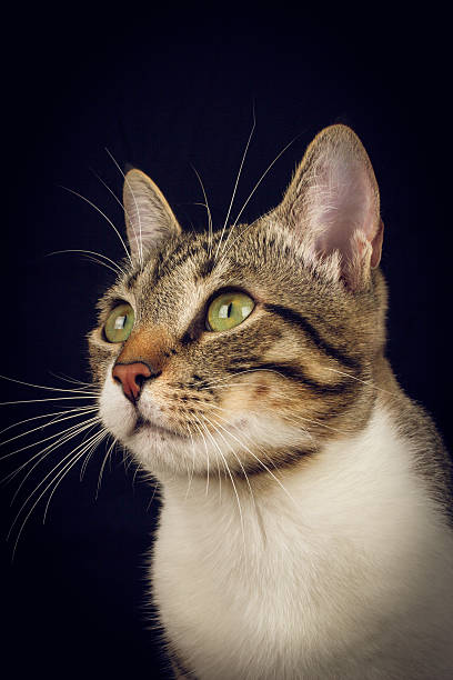 istock Cat sitting and looking up  isolated on black background. 500843316