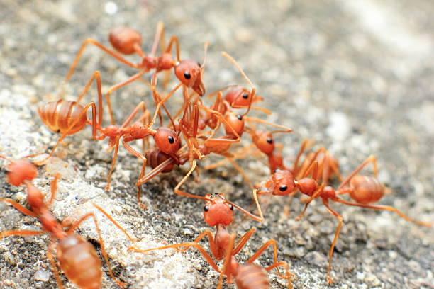 istock background of red ant group worker 500843460