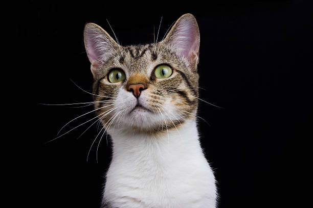 istock Cat sitting and looking up  isolated on black background. 500843698