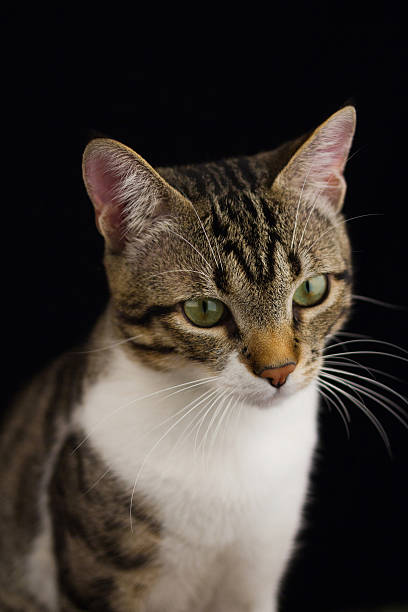 istock Cat sitting and looking up  isolated on black background. 500843798