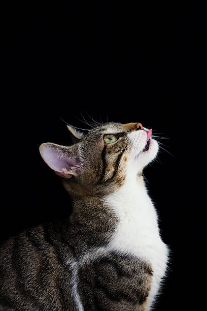 istock Cat sitting and looking up  isolated on black background. 500843828