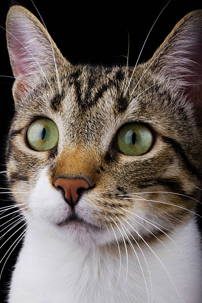 istock Cat sitting and looking up  isolated on black background. 500844004