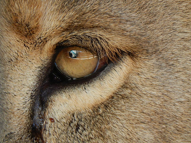 istock Eye of a lion close-up 500844402