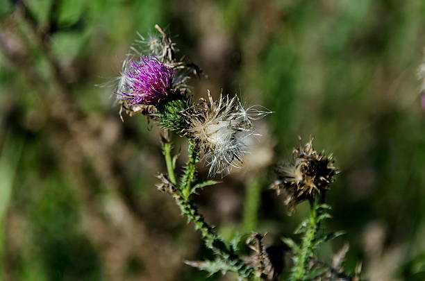 istock Background of thistle (Scotch) flowers and seed in field 500844452