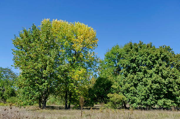 istock Group trees in early autumn 500844634