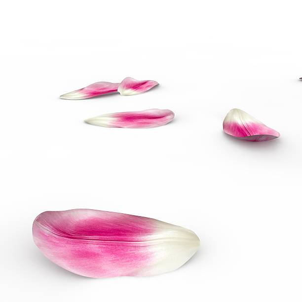 istock Tulip petals fall to the floor 500845292