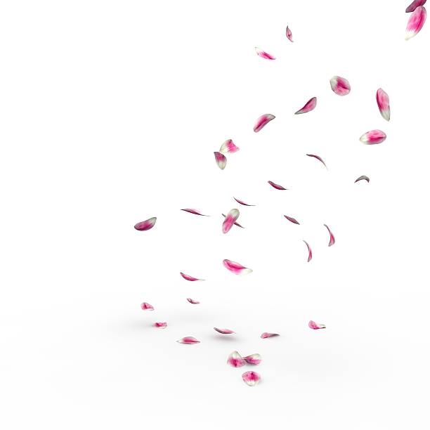istock Tulip petals fall to the floor 500845376