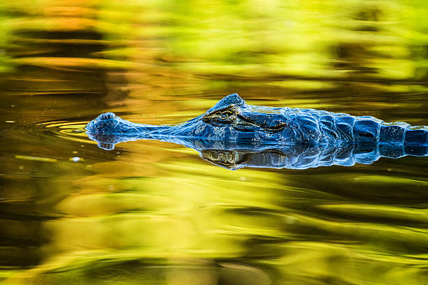 Close up of  a wild Kaiman in Pantanal Brazil, swimming in golden colored water, reflection,