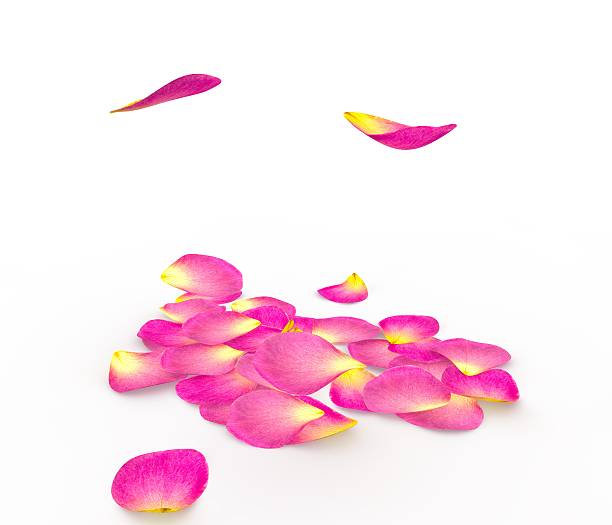 istock Rose petals fall to the floor 500845906