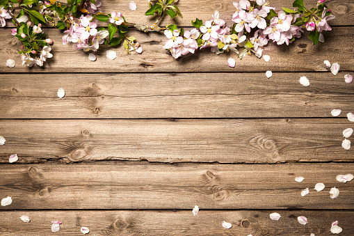Imágenes de Flor De Madera | Descarga imágenes gratuitas en Unsplash Imágenes de Flor De Madera | Descarga imágenes gratuitas en Unsplash