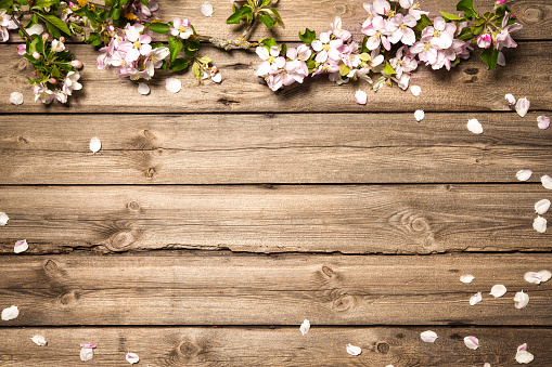 Spring flowering branch on wooden background. Apple blossoms