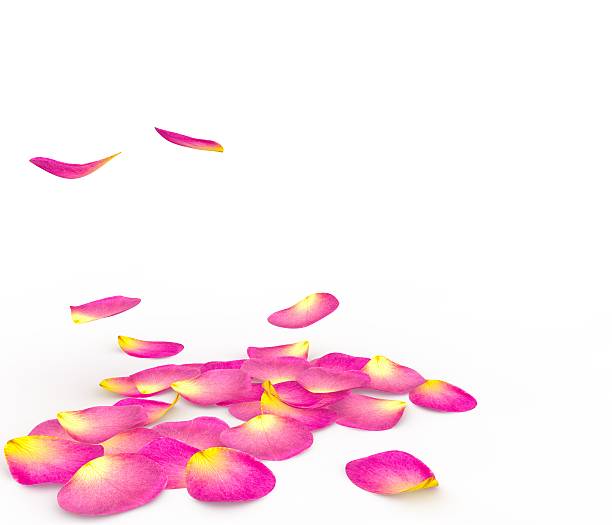 istock Rose petals fall to the floor 500846038