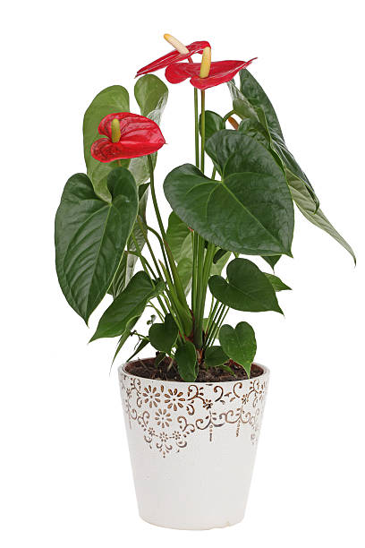 istock Beautiful Anthedesia anthurium 500846591
