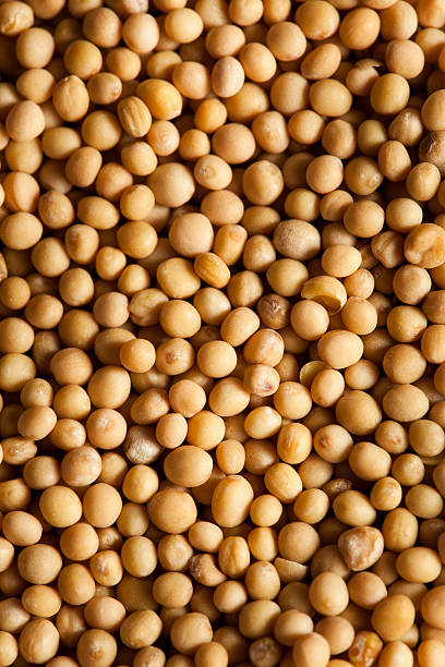 istock Raw Organic Mustard Seeds 500847127