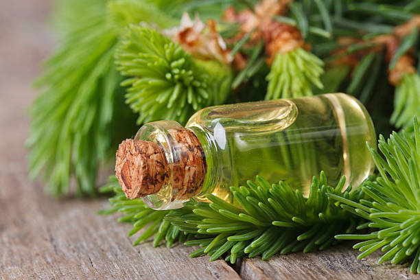 aromatische öle von spruce und junge filialen, nahaufnahme - aromatherapy oil massage oil alternative therapy massaging stock-fotos und bilder