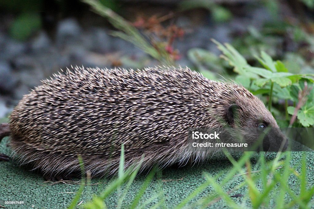 Imagem do Ouriço-cacheiro europeu nas costas jardim, à procura de comida - Foto de stock de Animais caçando royalty-free