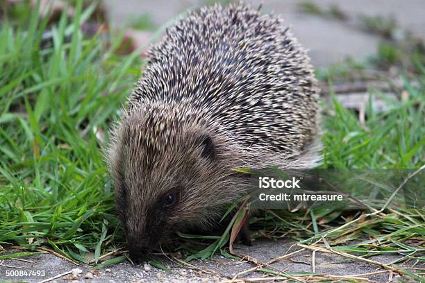 Immagine Delleuropa Di Riccio In Giardino Mangiare Cibo Riccio - Fotografie stock e altre immagini di Aculeo