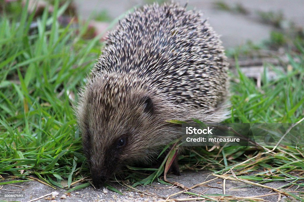 Imagem do Ouriço Europeia nas costas jardim, comer comida de Ouriço-cacheiro - Royalty-free Alimentar Foto de stock