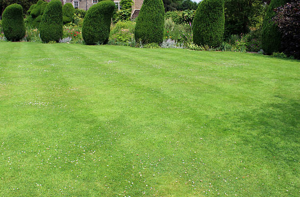 istock Image of green lawn with stripes, clipped topiary yew trees 500847569