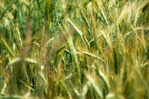 Barley in the field, closeup.