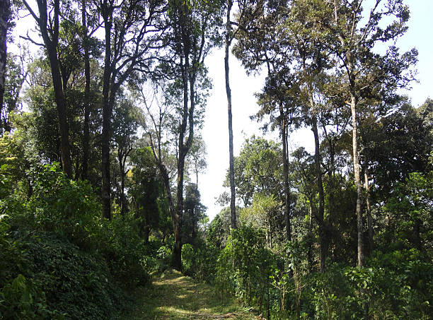 RESERVED FOREST stock photo