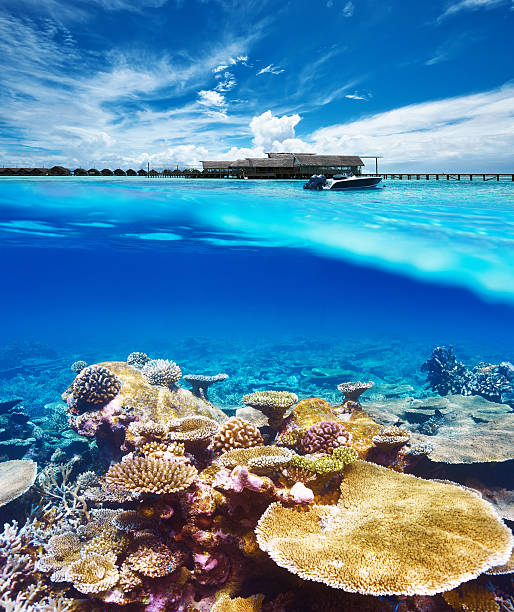 istock Beach with coral reef underwater view 500848415