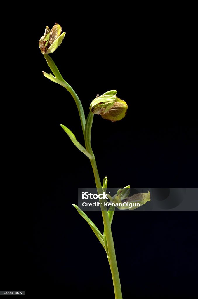 Ophrys argolica subsp lucis Arid Climate Stock Photo