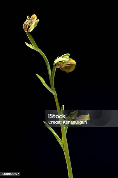 Ophrys Argolica Subsp Lucis Stock Photo - Download Image Now - Arid Climate, Beauty In Nature, Bee Orchid
